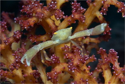 Coral Crab, Raja Ampat, West-Papua (Indonesia) by Reinhard Arndt 